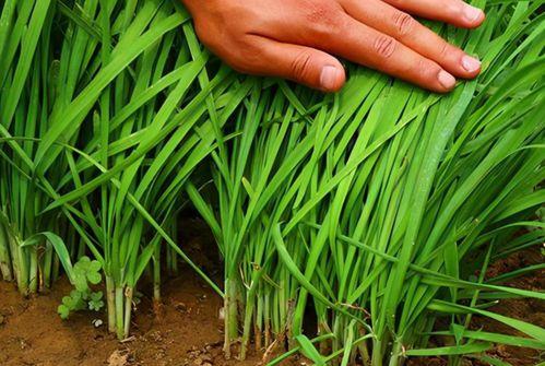 爆料假割韭菜视频播放大全,假割韭菜视频播放大全曝光